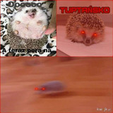 PRETnoaRYkakpKMV