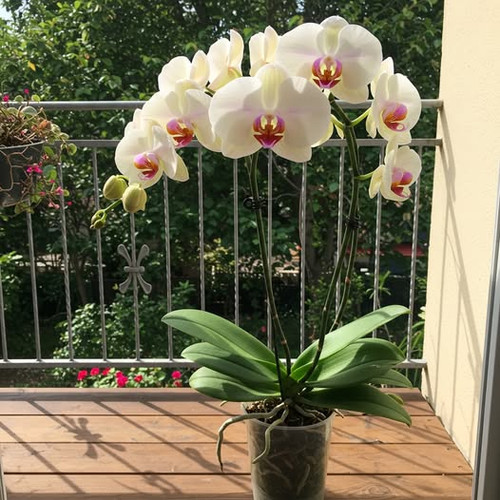 484339494 122193054410062092 1215425406937557347 n.jpg?stp=dst jpg p526x296 tt6& nc cat=101&ccb=1 7&.jpg