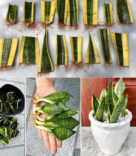 485135461 122193451616062092 8023780102716043182 n.jpg?stp=dst jpg s600x600 tt6& nc cat=103&ccb=1 7&.jpg