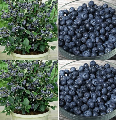 484355436 122193046688062092 5478931083469006000 n.jpg?stp=dst jpg p180x540 tt6& nc cat=109&ccb=1 7&.jpg