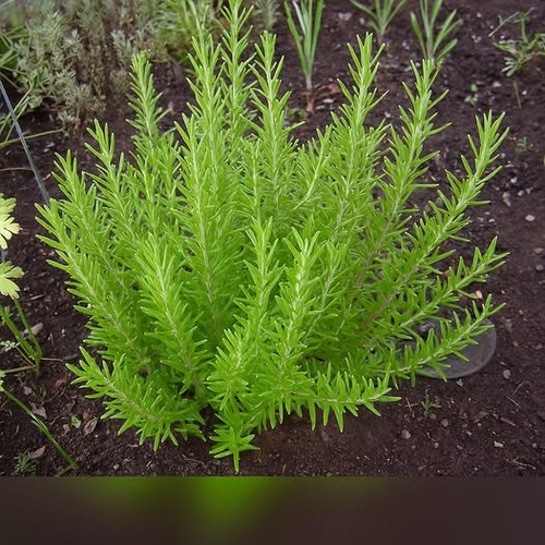 488910680 122195862302062092 1553295357639310934 n.jpg?stp=dst jpg p526x296 tt6& nc cat=107&ccb=1 7&.jpg