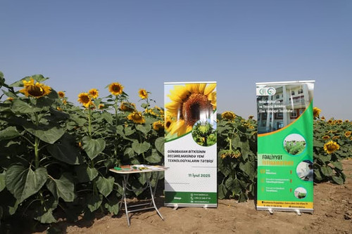 522239452 1145014104326106 1664768075194794331 n.jpg?stp=dst jpg p526x395 tt6& nc cat=107&ccb=1 7& n.jpg