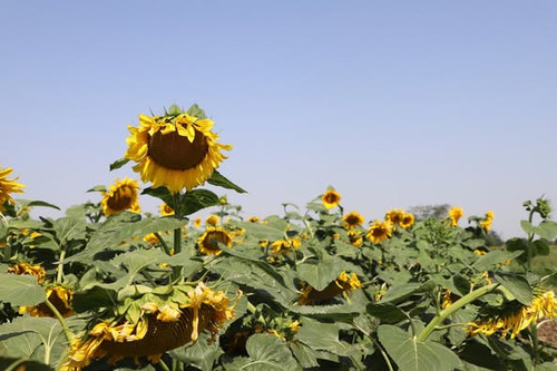 519474485 1145014224326094 4901977866326995741 n.jpg?stp=dst jpg p526x395 tt6& nc cat=105&ccb=1 7& n.jpg