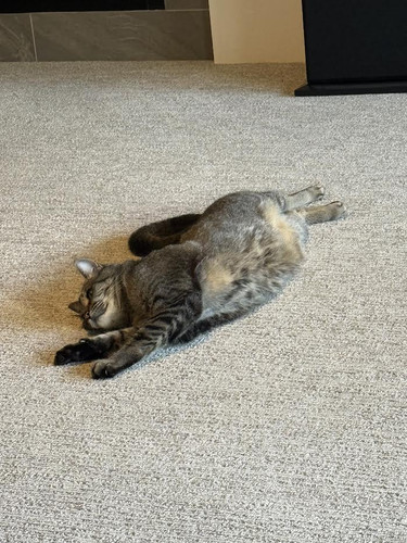 image.jpg