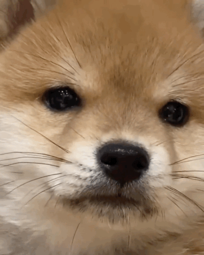 1000001602.gif