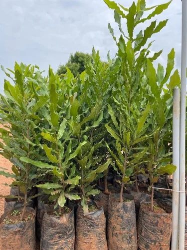 macadamia nuts plant 500x500.jpg