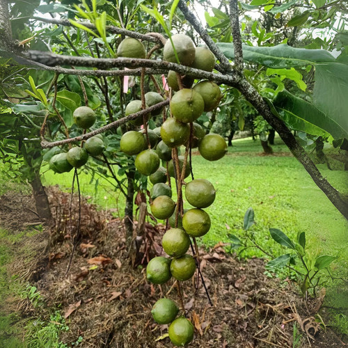 macadamia nut macadamia integrif.jpg