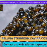 beluga sturgeon caviar cost.png
