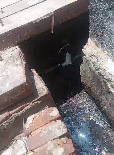 XuPETs1btMV0L uf.jpg