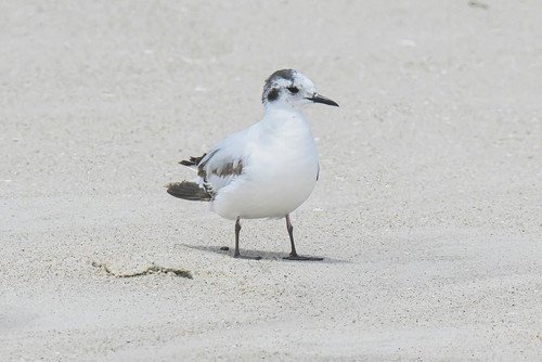 Gv7YTTSXAAA5Ij3.1