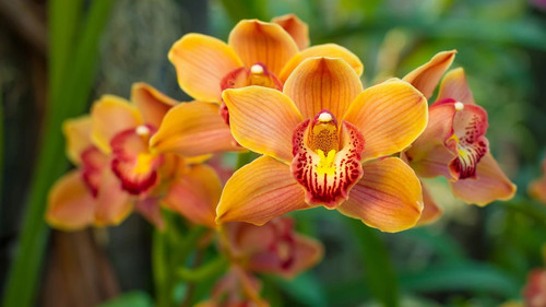 orquideA.jpg