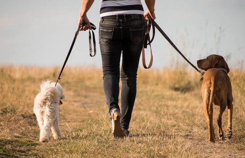 promeneur chien activite sur mesure 1.jpg