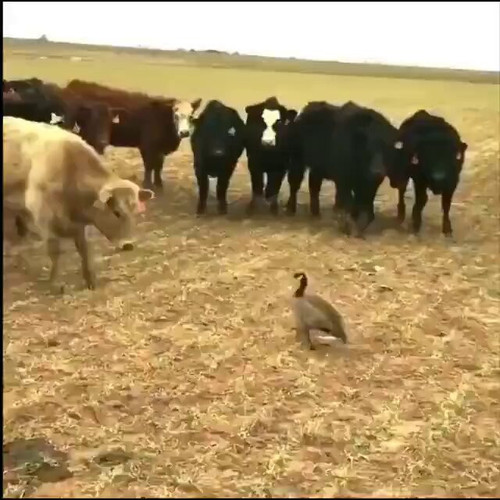 oD4J X8WfQzQ5DbR.jpg