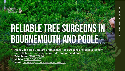 Tree Surgeon in Poole - Arbor Vitae Care.png