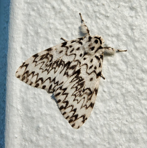 Gv9Zi6iXgAAxov2.jpg