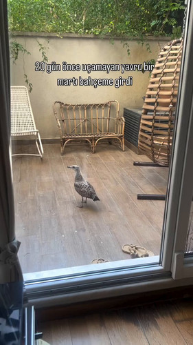 X3jV8tlKu4H91Y9 .jpg