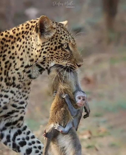 Gv s1 tXQAAvoNU?format=jpg.jpg