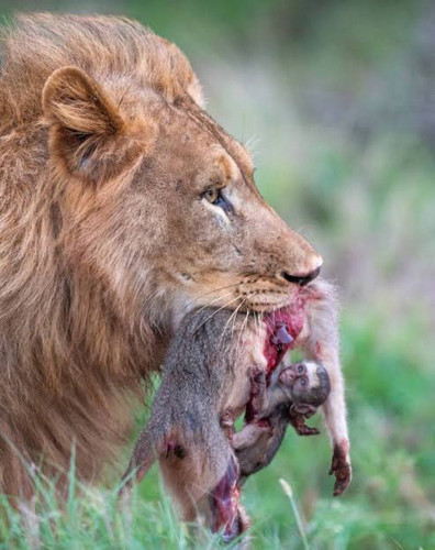 Gv s3XKWoAAFWOT?format=jpg.jpg