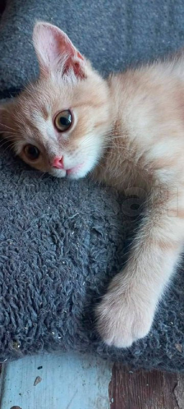 aaKlyIn7Acu7e8uiJdIknSdZQIwv3toNHrseVQtSAKbN1YwjAA 885t 6JRAEe4jYcbuCsxMbLVKYSegjexo6gWhIVqLfFIOEzic.jpg