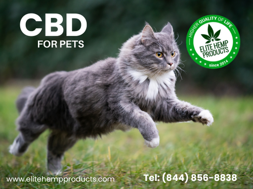 cbd for petsS.png