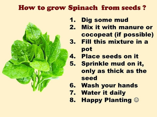300 vic 10z palak spinach vegeta.jpg