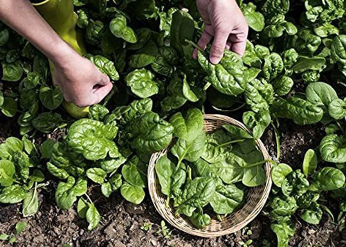 1 palak spinach seeds for garden.jpg