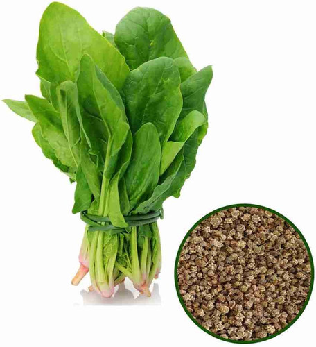 10 spinach seed palak seed arshi.jpg