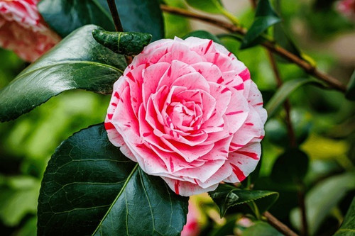 pink white camellia japonica lav.jpg