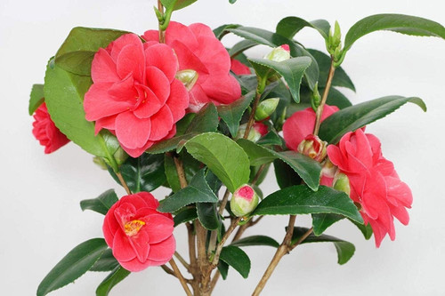 live camellia flower plant in po.jpg