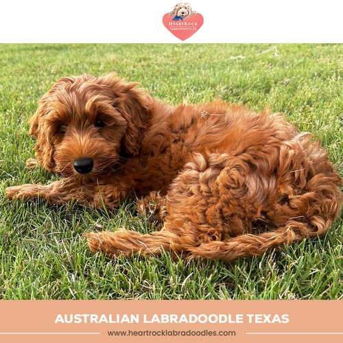 AUSTRALIAN LABRADOODLE TEXAS.png