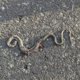 PXL_20250611_023250068