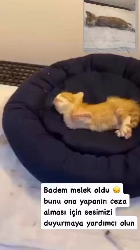 mit7kOjwJbQ1k7rf.jpg