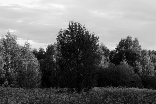 IMG 3058 o1.jpg