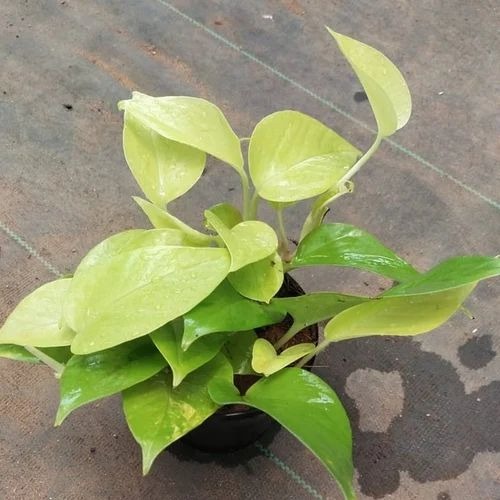 green money plant 500x500.jpg