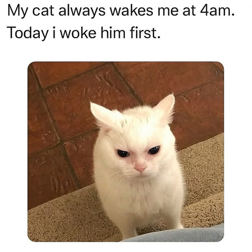 510967495 1257096502439446 9142408897852864306 n.jpg