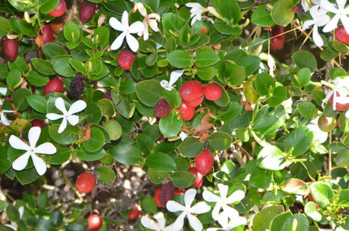 CARISSA MACROCARPA.jpg