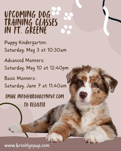 Animal Behavior Training Brooklyn.jpg