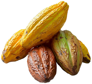 Cacau.png