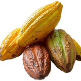 Cacau