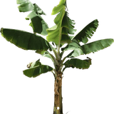png transparent banana bread musa acuminata banana cake tree patio leaf plant stem arecaceae 1 remov.png