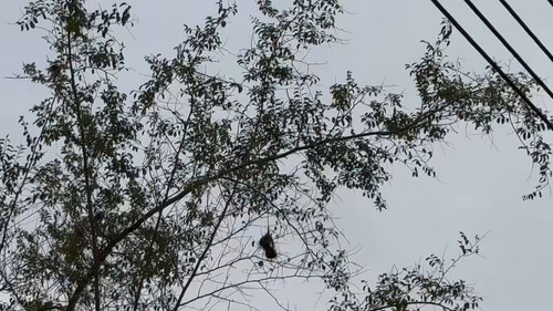 L4A06 e5MX9BrX F.jpg