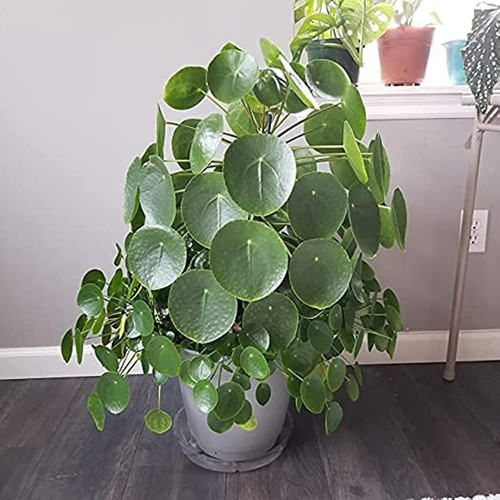 chinese money plant pilea pepero (2).jpg