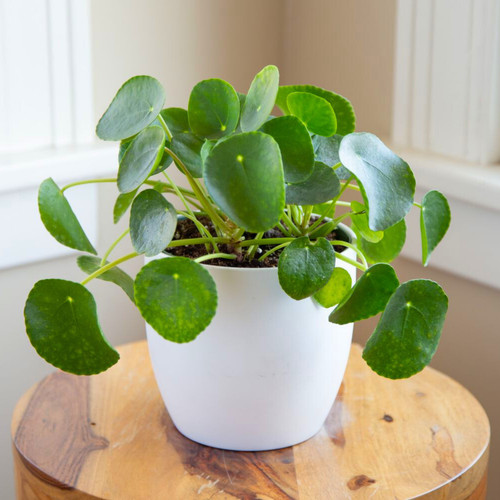 chinesemoneyplant pileapeperomio.jpg