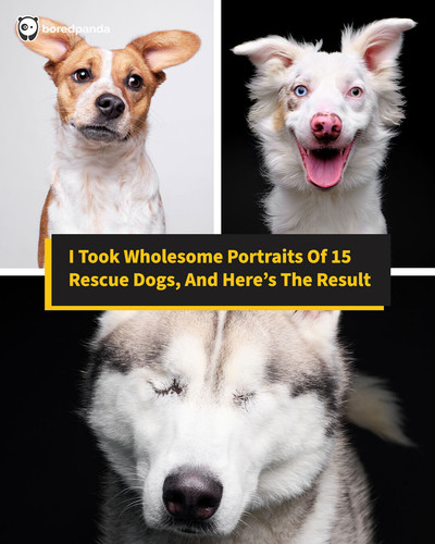 rescue dogs that will steal your heart butch mccartney.jpg