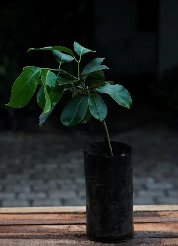 black jamun plant 500x500.jpg