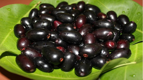 black jamun jam fruit plant (1).jpg