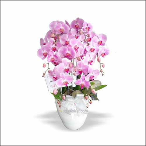 anggrek bulan pink lidah merah rangkaian 7 tangkai.jpg