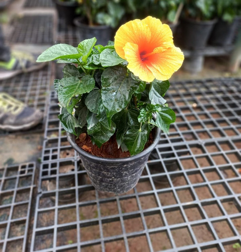 yellow hibiscus flowering plant.jpg