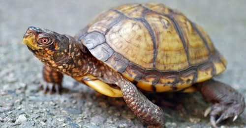 17050817568860653823?url=https%3A%2F%2Fstatic.panorama.am%2Fstorage%2Ffiles%2Fkria 1200x630.jpg&fb o.jpg