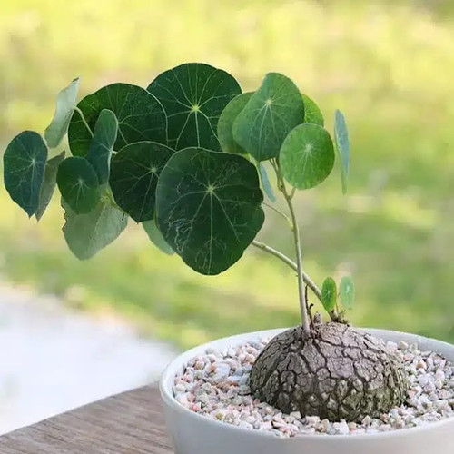 stephania erecta bulb.jpg